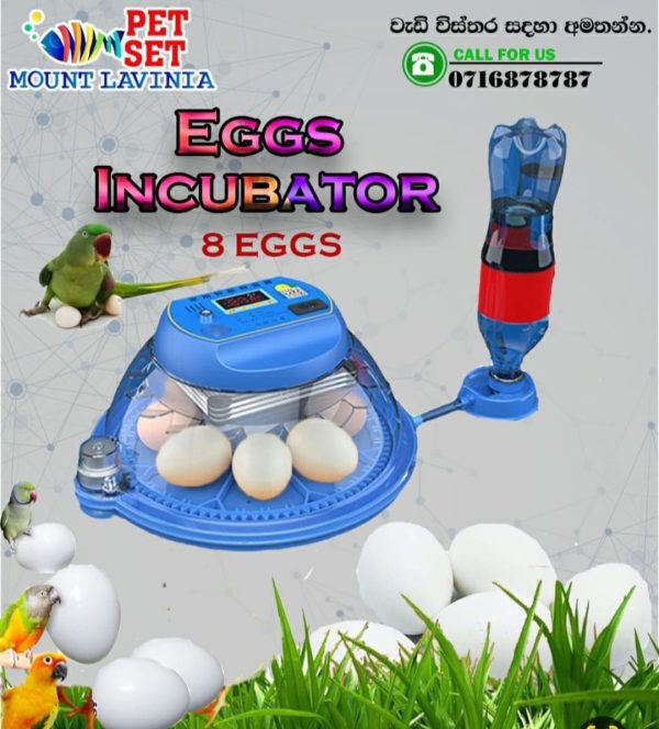 Eggs Incubator