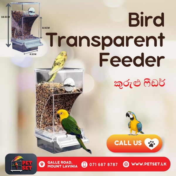 Bird Transparent Feeder